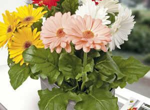 Plante d'Appartement Gerbera mini mix