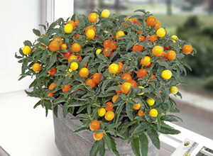 Plante d'Appartement Solanum pseudocapsicum New Paterson