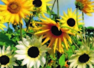 Soleil-Tournesol - Esther