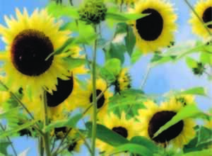 Soleil-Tournesol - Moonwalker