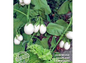 SpÃ©cialitÃ©s de semences Aubergine Blanche Ronde A Oeuf