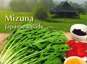 Xotica - Mizuna ou salade japonaise