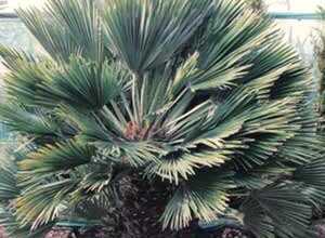 Chamaerops humilis Vulcano la plante en pot de 12 litres Chamaerops humilis Vulcano la plante en pot de 12 litres