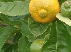 Citronnier doux, Citrus limetta Purscha, Limette douce de Tunisie 60/80 cm en pot de 12 litres