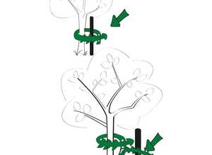 Collier pour plantes et arbustes Cap Vert - Longueur 26 cm - Vendu par 2 - CAPVERT