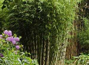 Bambou Fargesia robusta 150/175 cm en pot de 15 litres Bambou Fargesia robusta 150/175 cm en pot de 15 litres