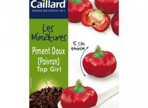 graines mini piment doux