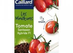 Graines mini Tomates