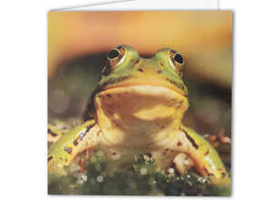 Carte de vœux Grenouille verte