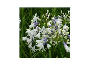 Agapanthe Twister