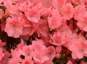 Azalée japonaise 'Blaauw's Pink'
