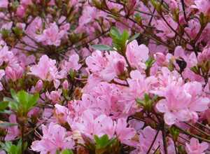 Azalée japonaise 'Hinomayo' Azalée japonaise 'Hinomayo'