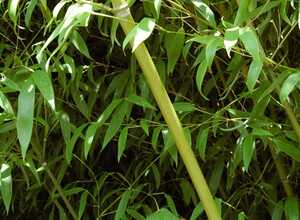 Bambou moyen : Phyllostachys 'Tip Top'