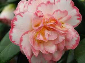 Camélia 'Margaret Davis'