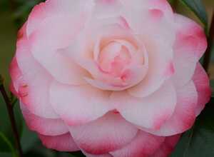 Camélia 'Nuccio's Pearl'