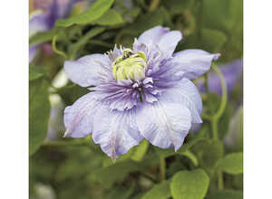 CLEMATITE BLUE LIGHT ®. Le pot de 3 litres CLEMATITE BLUE LIGHT ®. Le pot de 3 litres