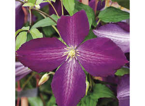 CLEMATITE JACKMANII PURPUREA ®. Lepot de 3 litres CLEMATITE JACKMANII PURPUREA ®. Lepot de 3 litres