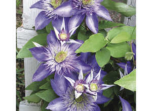 CLEMATITE MULTIBLUE. Lepot de 3 litres CLEMATITE MULTIBLUE. Lepot de 3 litres