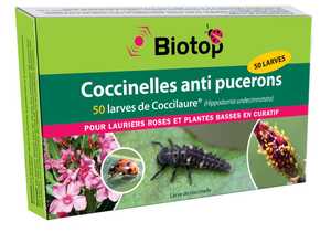 Coccilaure coccinelles anti-pucerons pour plantes basses BIOTOP - 50 larves