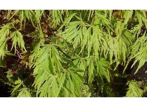 Erable du Japon (ACER PALMATUM DISSECTUM VIRIDIS ) Le pot de 7 litres Erable du Japon (ACER PALMATUM DISSECTUM VIRIDIS ) Le pot de 7 litres