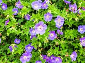 Géranium vivace 'Rozanne'®