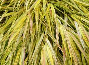 Hakonechloa macra 'Aureola'