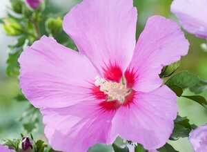 Hibiscus syriacus 'Russian violet'