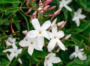 Jasmin officinal