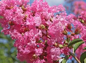 Lilas des Indes Jeanne Desmartis® Lilas des Indes Jeanne Desmartis®