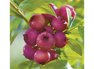 Myrtille Pink Lemonade® Bio. Le pot de 2 litres