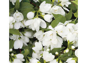 Philadelphus Virginal (PHILADELFUS VIRGINALIS SNOW FLAKE), en pot de 7 litres