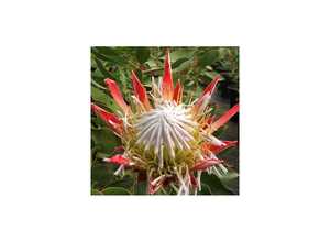 Protea 'Pink Crown'