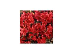 Rhododendron 'Cavalier'