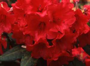 Rhododendron 'Melville'