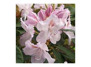 Rhododendron 'Mrs Charles Pearson'