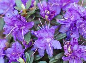 Rhododendron nain 'Azurika'