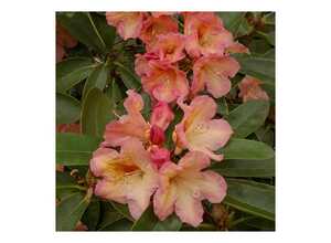 Rhododendron 'Olga'
