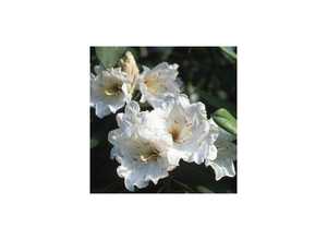Rhododendron 'Polar Bear'