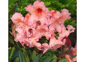 Rhododendron 'Tortoiseshell'