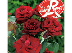 Rosier Bertrand Amoussou® Label Rouge en pot de 5L Rosier Bertrand Amoussou® Label Rouge en pot de 5L