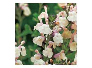 Sauge microphylla Melen ®