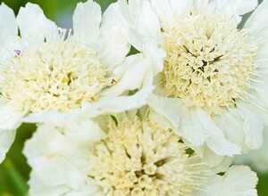 Scabieuse du Caucase 'Perfecta Alba'
