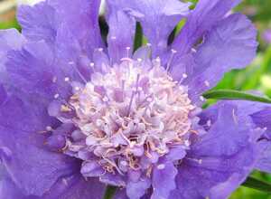 Scabieuse du Caucase 'Perfecta'