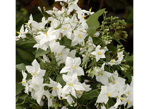 Solanum jasminoides album ou Morelle faux-jasmin à fleurs blanches. Le pot de 3 litre Solanum jasminoides album ou Morelle faux-jasmin à fleurs blanches. Le pot de 3 litre