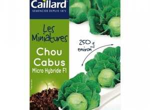 Graines Mini chou