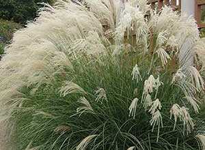 Miscanthus sinensis Yaku Jima la plante en godet de 9 cm Miscanthus sinensis Yaku Jima la plante en godet de 9 cm
