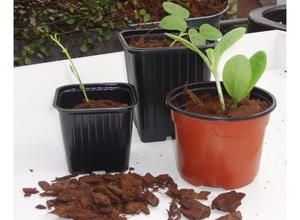 Lot de 8 pots bouturage polystyr?ne H7 x diam 9,5 cm