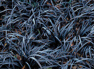 Ophiopogon planiscapus Niger la plante en godet de 9 cm Ophiopogon planiscapus Niger la plante en godet de 9 cm