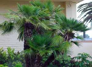 Palmier nain (Chamaerops humilis) 40/50 cm