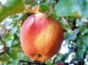 Pommier Elstar palissé Palmette Simple U